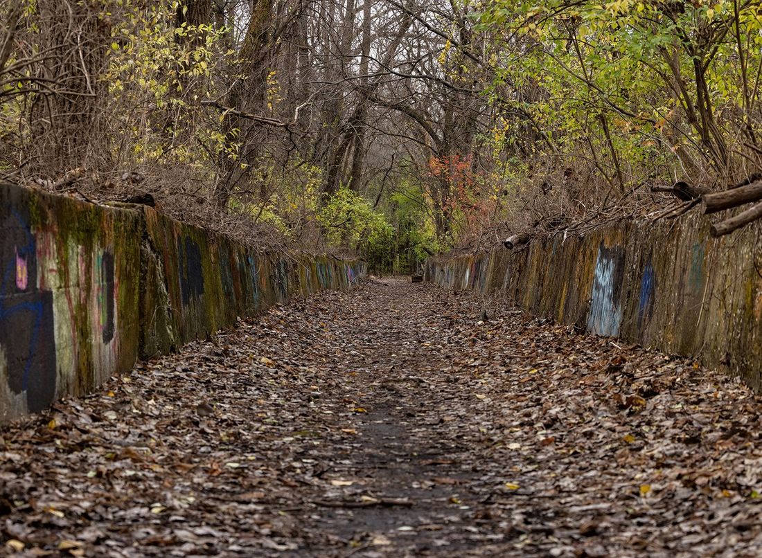 A path leading forward through autumn woods